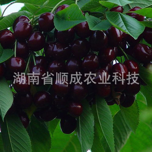 南方、進(jìn)口黑櫻桃
