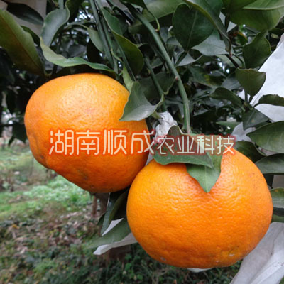 春見雜柑 又名春見、春見桔橙